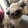 人懐っこいシーズーのオリンピッ君 サムネイル6