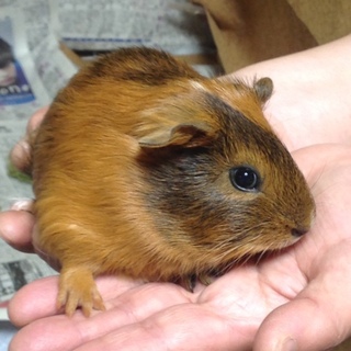 赤ちゃんモルモット1