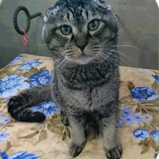 飼主放棄で人慣れした綺麗な猫さんです