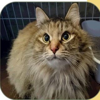 飼主放棄の人慣れした綺麗な猫さんです