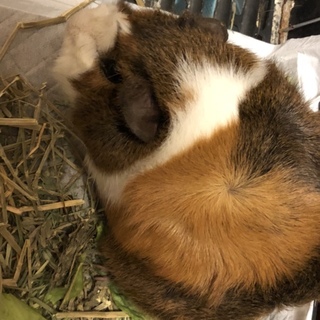 モルモットイングリッシュorアビシニアン