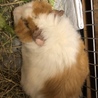 モルモットイングリッシュorアビシニアン サムネイル2
