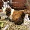 モルモットイングリッシュorアビシニアン サムネイル3