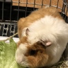 モルモットイングリッシュorアビシニアン サムネイル4