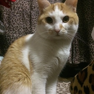 スコティッシュのハーフ君です( ´͈ ᗨ `͈ )