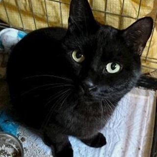 飼主放棄の人慣れした綺麗な猫さんです