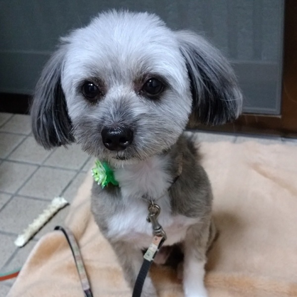 元気なパピプー パピヨン 兵庫県 犬の里親募集 ペットのおうち 月間利用者150万人