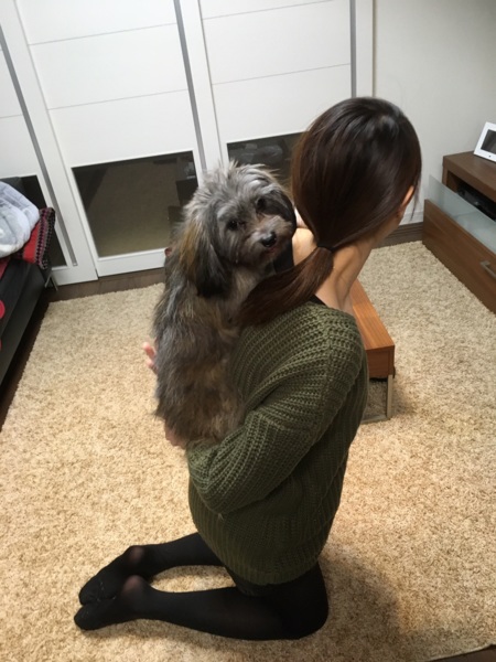 元気なパピプー パピヨン 兵庫県 犬の里親募集 ペットのおうち 月間利用者150万人