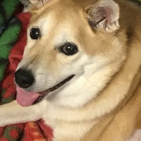 ももた