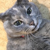 チロ