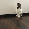 もちもちっこ