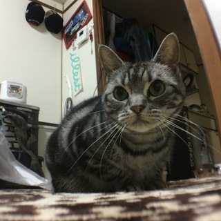 アメリカンショートヘア メス 2011/3生