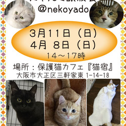 にゃんこ譲渡会