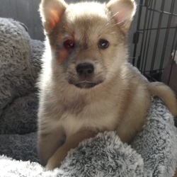 3月3日(土)に愛知県豊川市で犬猫の譲渡会 サムネイル2