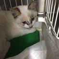 新たな里親さんを募集中です