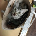 この子の里親さんになってください！