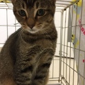 新たな里親さんを募集しています！