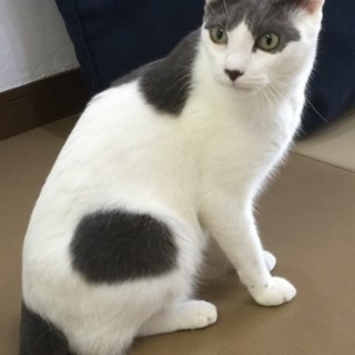 多頭飼い崩壊よりレスキュー　仮名：コスモス君