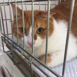 多頭飼い崩壊よりレスキュー　仮名：ダース君