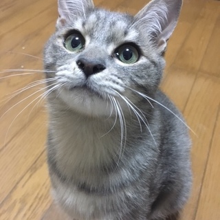 きじねこ 1319811_th320.jpeg