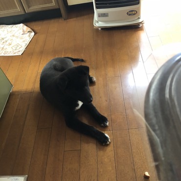 ストーブの前は僕の特等席