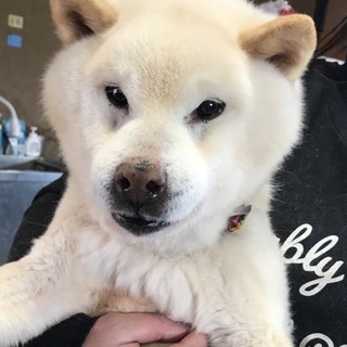 Ｉ☆６７ 里親さん募集です(^ ^)