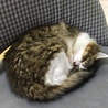 の写真