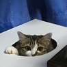 の写真