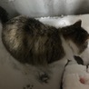 の写真
