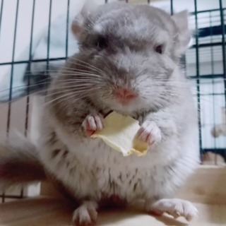 チンチラ 男の子 6ヶ月