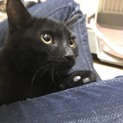 黒猫の可愛い男の子・ユタカ