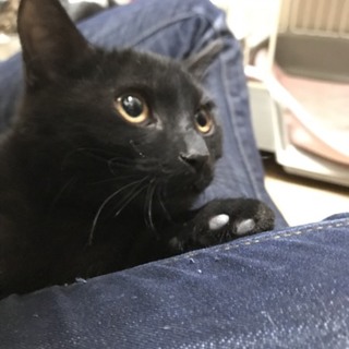 黒猫の可愛い男の子・ユタカ