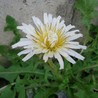 白花タンポポ さん