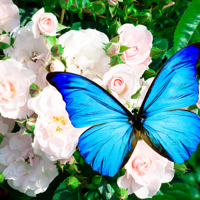 白花タンポポのカバー写真