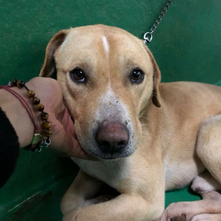 里親決定しました‼️