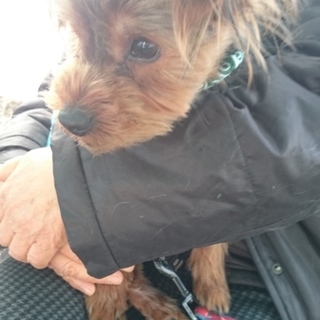 3才くらいの男の子　ヨークシャー風