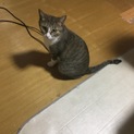 呼ぶとニャーと返事してくれるネコちゃんです