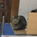 茶黒の可愛いネコちゃんです