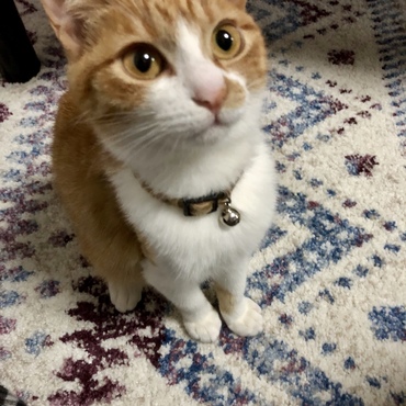 抱っこ待ち