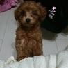 トイプードル×マルプー✴ サムネイル3