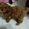 トイプードル×マルプー✴ サムネイル4