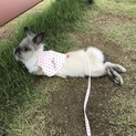 可愛いウサギの里親募集します。