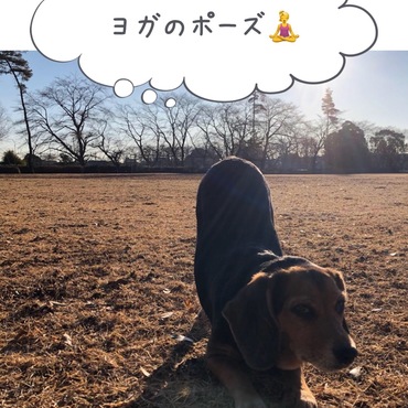 公園 de YOGA !