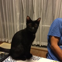 タンゴ