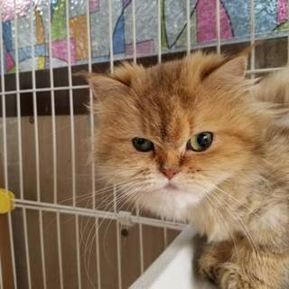 ご家族で飼っていただける方