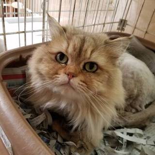 ご家族で飼っていただける方