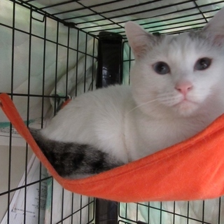 でっかい白猫「武蔵」男の子