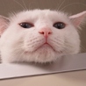 でっかい白猫「武蔵」男の子 サムネイル2