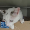 でっかい白猫「武蔵」男の子 サムネイル3