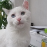 でっかい白猫「武蔵」男の子 サムネイル6
